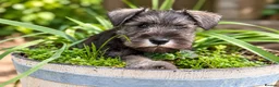Miniature Schnauzer dogs for sale: Stunning kc reg miniature schnauzers  - Advert 8