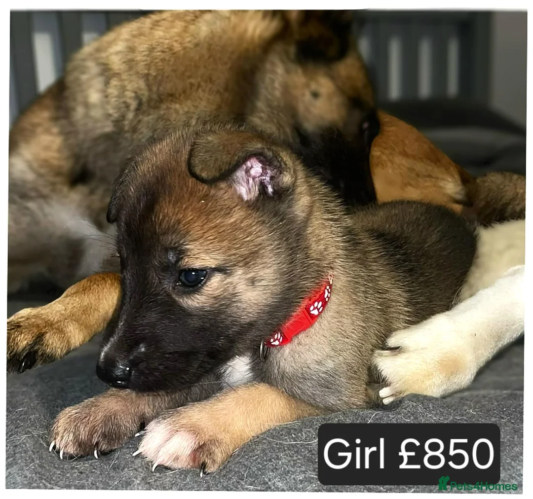 Mixed Breed dogs for sale: SIBERIAN HUSKY X BELGIAN-MALINOS  - Advert 2