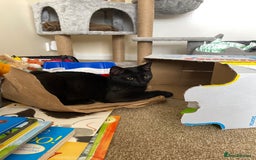 Mixed Breed cats for sale: 9 month old kitten  in Aldershot - Image 3