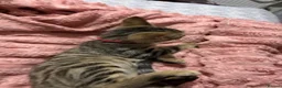 Bengal cats for sale: bengal kitten  in St. Neots - Advert 3
