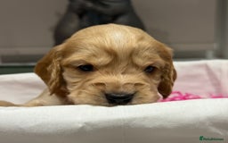 Cocker Spaniel dogs for sale: 5 Adorable working cocker spaniel pups 🐶  - Image 4
