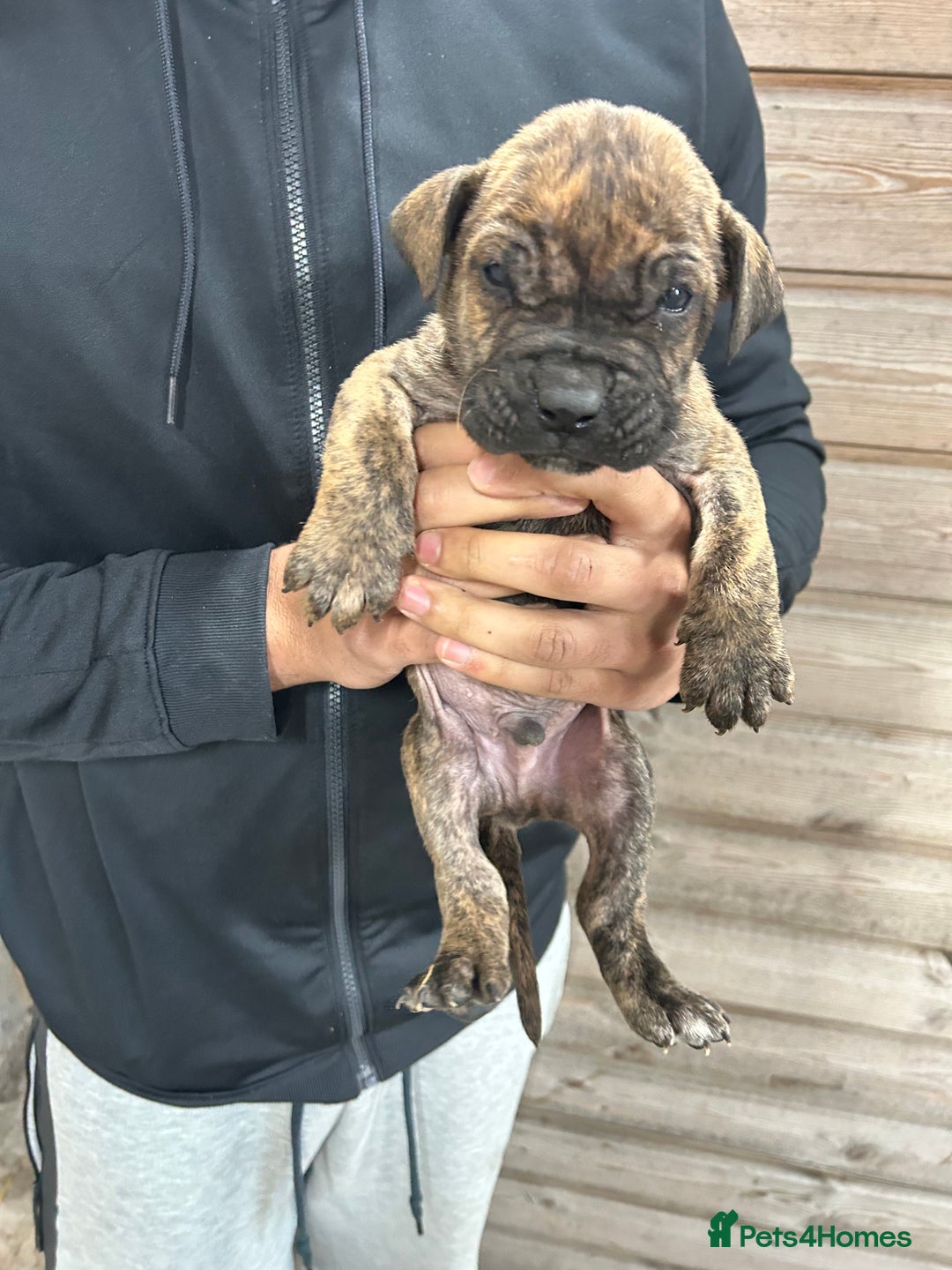 Presa Canario dogs for sale: Presa Canario Puppies Spanish x Serbian Imports - Advert 18