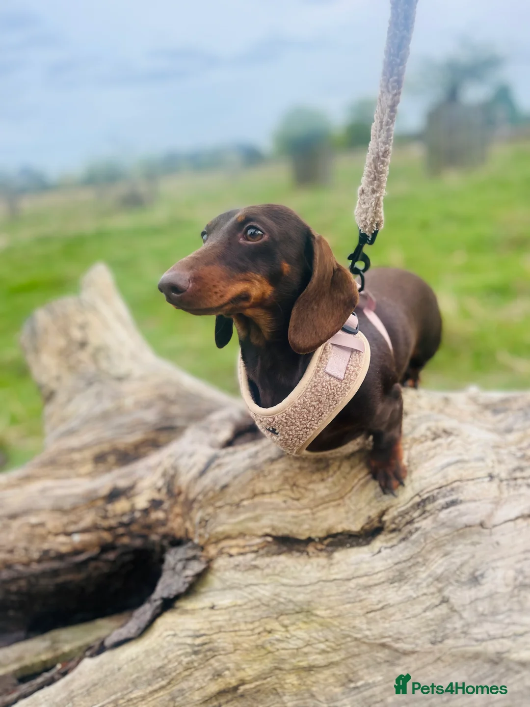Miniature Dachshund dogs for sale: KC registered Miniature Dachshund PRA clear - Advert 13