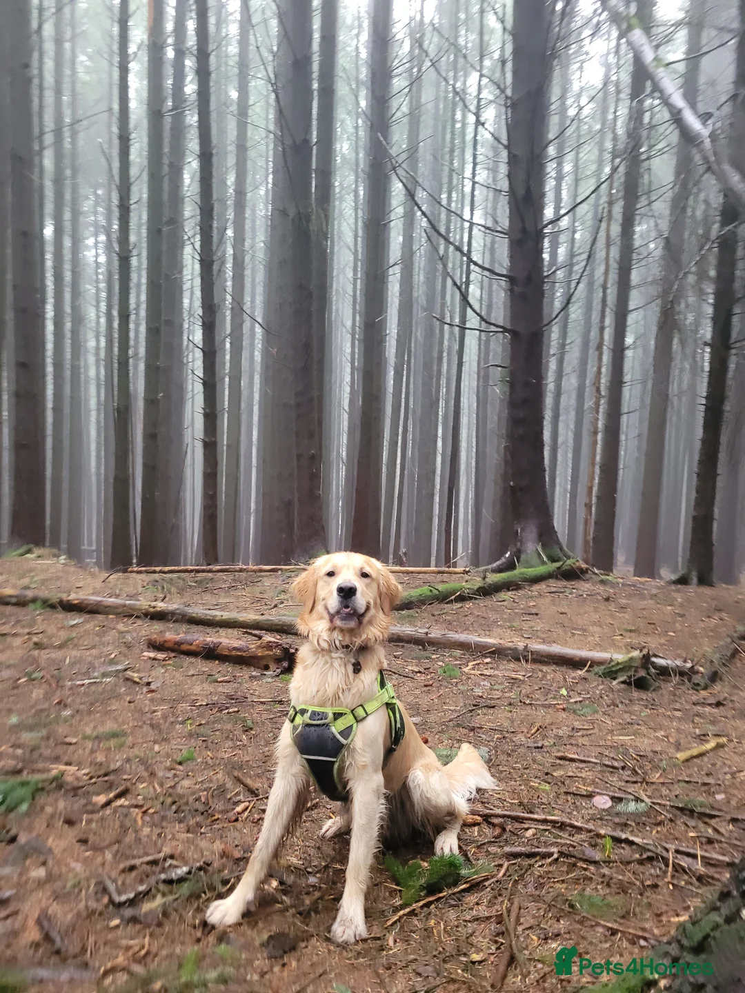 Golden Retriever dogs for stud: Proven Golden retriever - KC registered in Cardiff - Advert 17