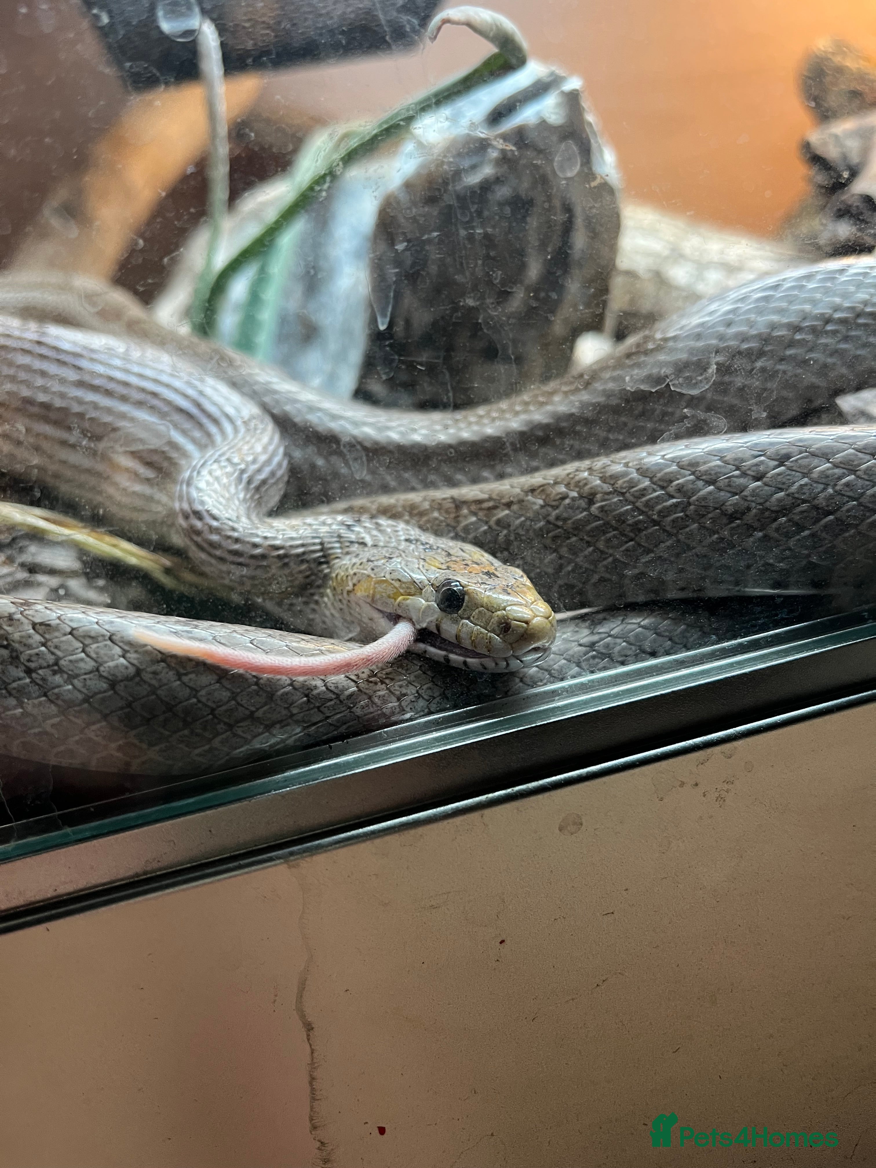 Corn Snake reptiles Corn snake  - Advert 6