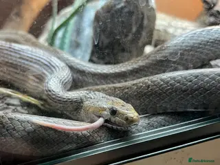 Corn Snake reptiles Corn snake - Advert 6