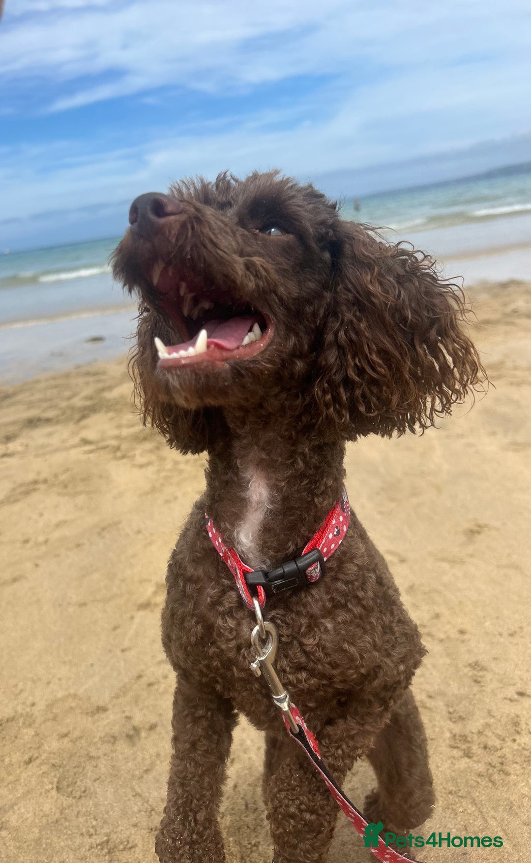 Miniature Poodle dogs for sale: Kc Miniature poodle - Image 1