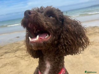 Miniature Poodle dogs Kc Miniature poodle - Advert 6