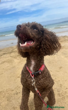 Miniature Poodle dogs - Advert 1