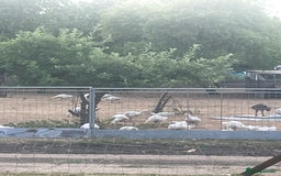 Geese poultry for sale: Embden goslings - Image 1