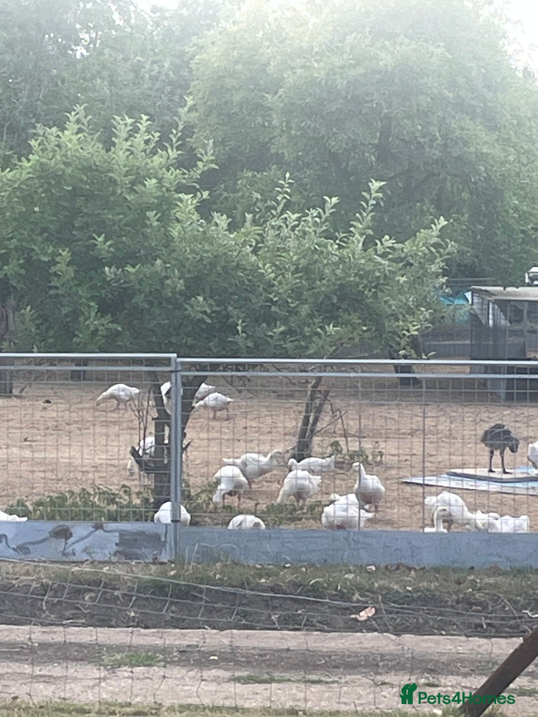 Geese poultry for sale: Embden goslings - Image 1