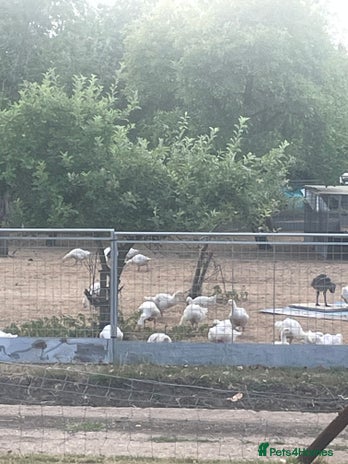 Geese poultry - Advert 3