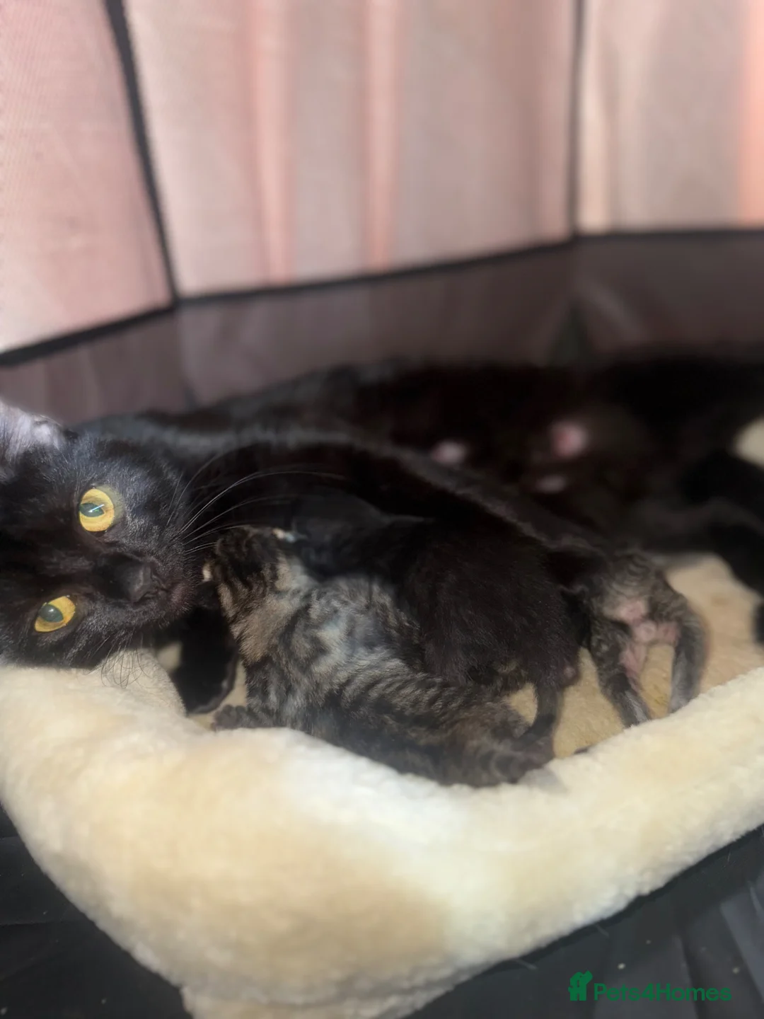 Domestic Shorthair cats for sale: 5 beautiful male kittens  - Advert 14