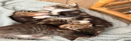 Domestic Shorthair cats for sale: Beautiful, friendly mixed calico tabby kittens in Droitwich - Advert 6