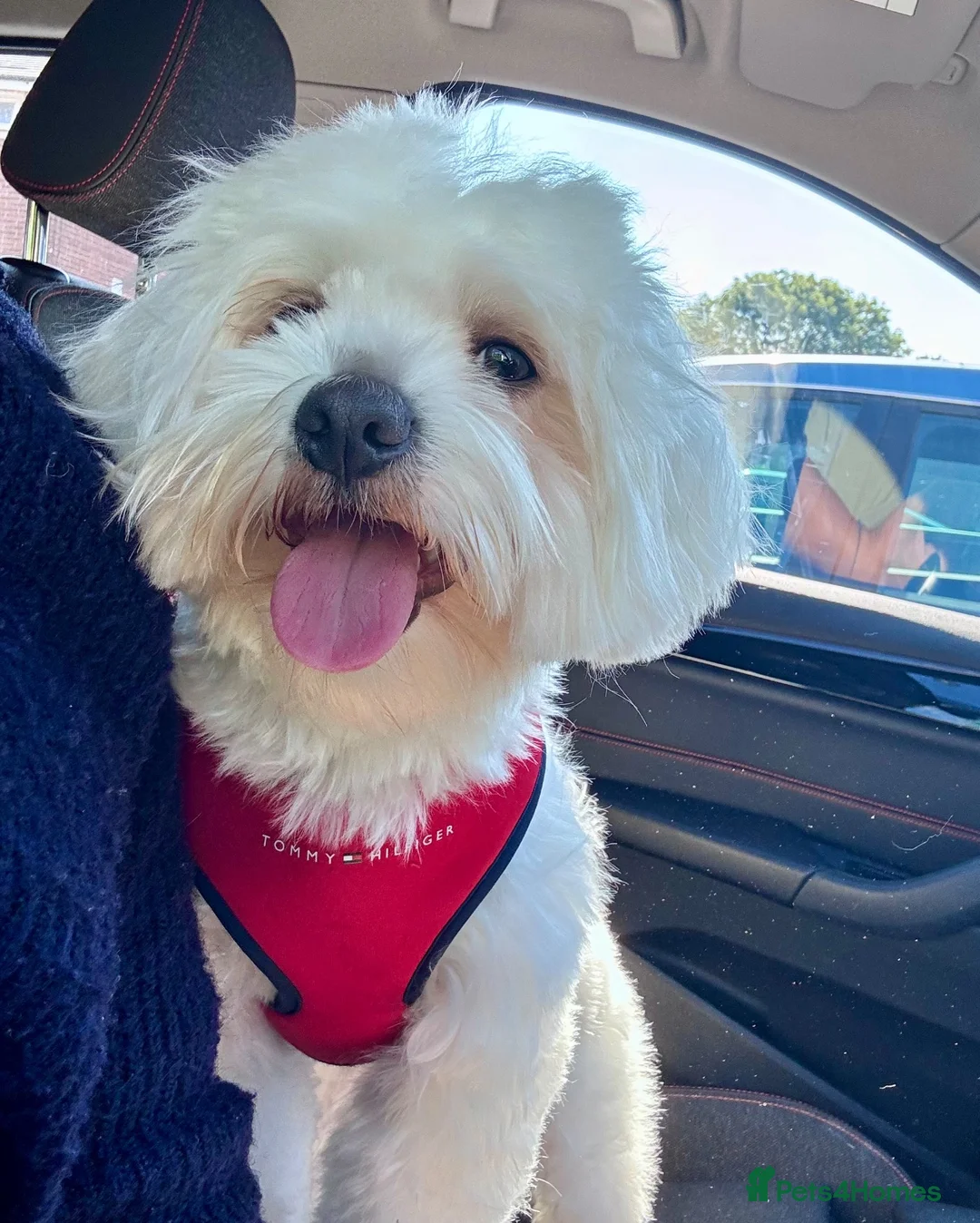 Maltese dogs for stud: ALFIE - Bichon Maltese in Manchester - Advert 3