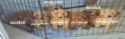 Goldendoodle dogs for sale: 7 outstanding miniature f1b goldendoodle  - Advert 1