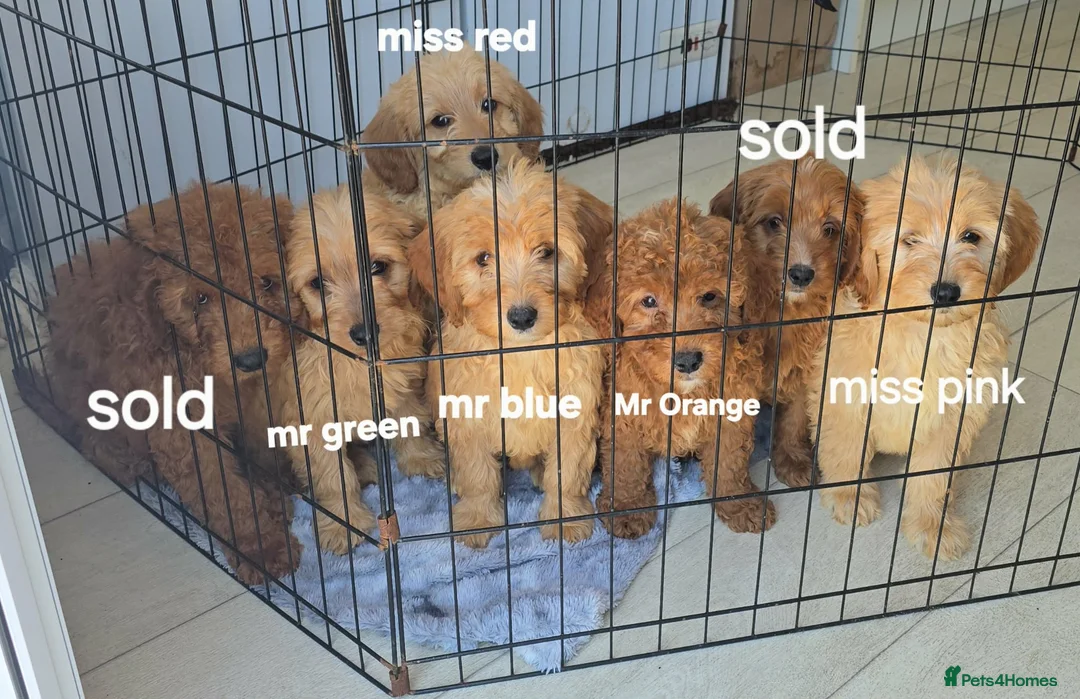 Goldendoodle dogs for sale: 7 outstanding miniature f1b goldendoodle  - Advert 1