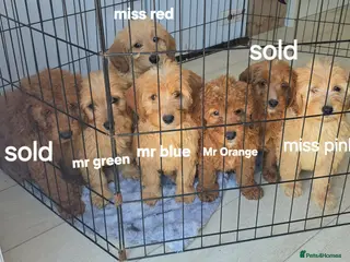 Goldendoodle dogs 7 outstanding miniature f1b goldendoodle - Advert 6