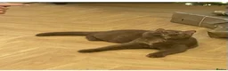 British Shorthair cats for sale: Champion GCCF British Shorthair Kittens - Advert 7