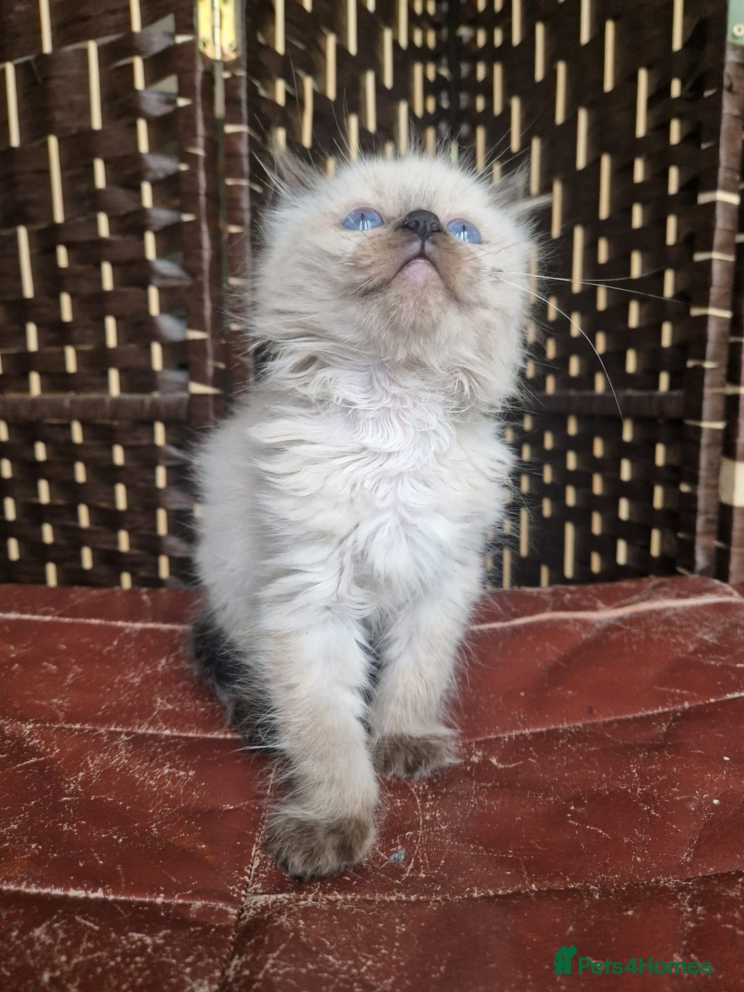 Ragdoll cats for sale: 1 sweet Ragdoll boy looks for a loving family  - Image 18