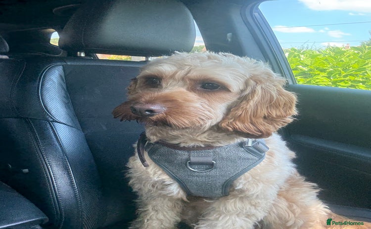 Cavapoo dogs - Advert 1
