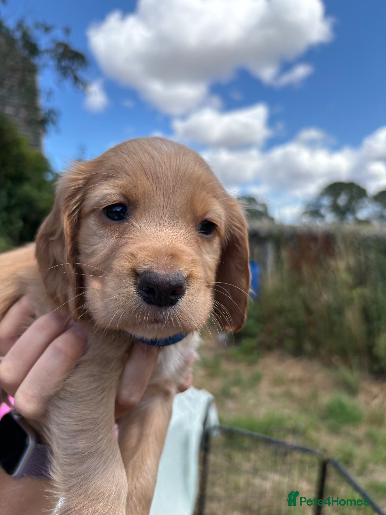 Cocker Spaniel dogs OFTW Sired KC Registered Cocker Spaniel Puppies - Advert 1