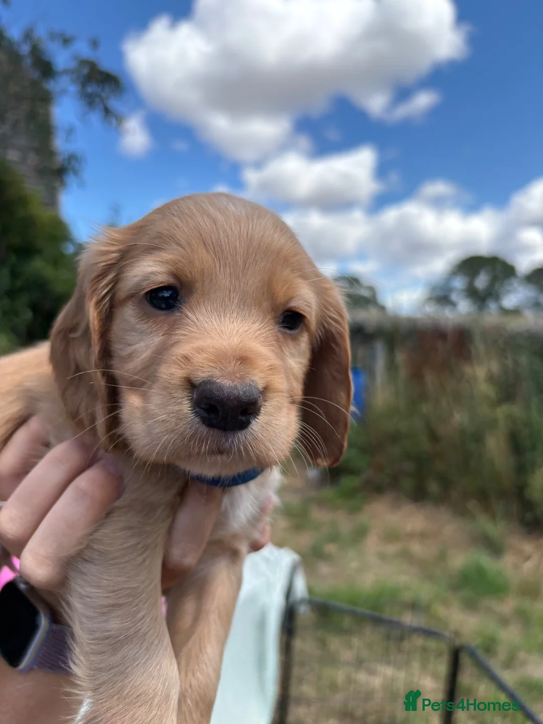 Cocker Spaniel dogs for sale: OFTW Sired KC Registered Cocker Spaniel Puppies - Advert 1