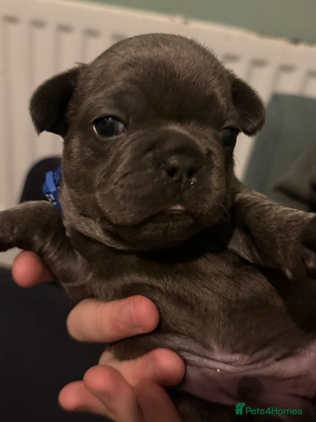 French Bulldog dogs for sale: French Bulldog Puppies - Advert 10