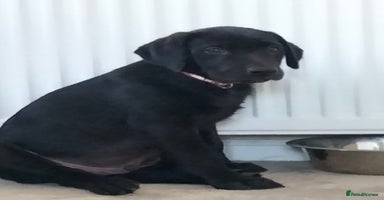 Labrador Retriever dogs in Ross-on-Wye - Advert 8