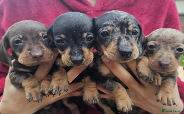 Miniature Dachshund dogs - Advert 1