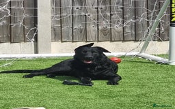 Mixed Breed dogs for adoption: Rocco - Image 2