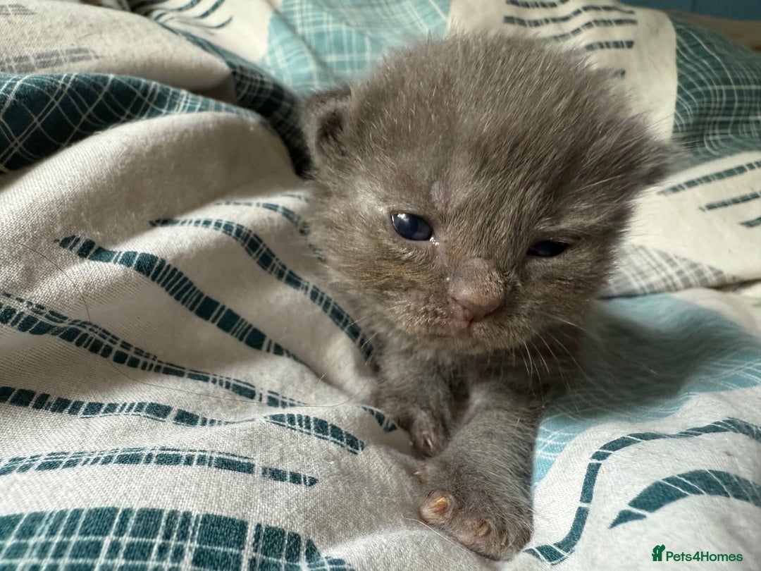 Ragdoll cats for sale: Ragdoll x British blue ONE MALE - Image 1