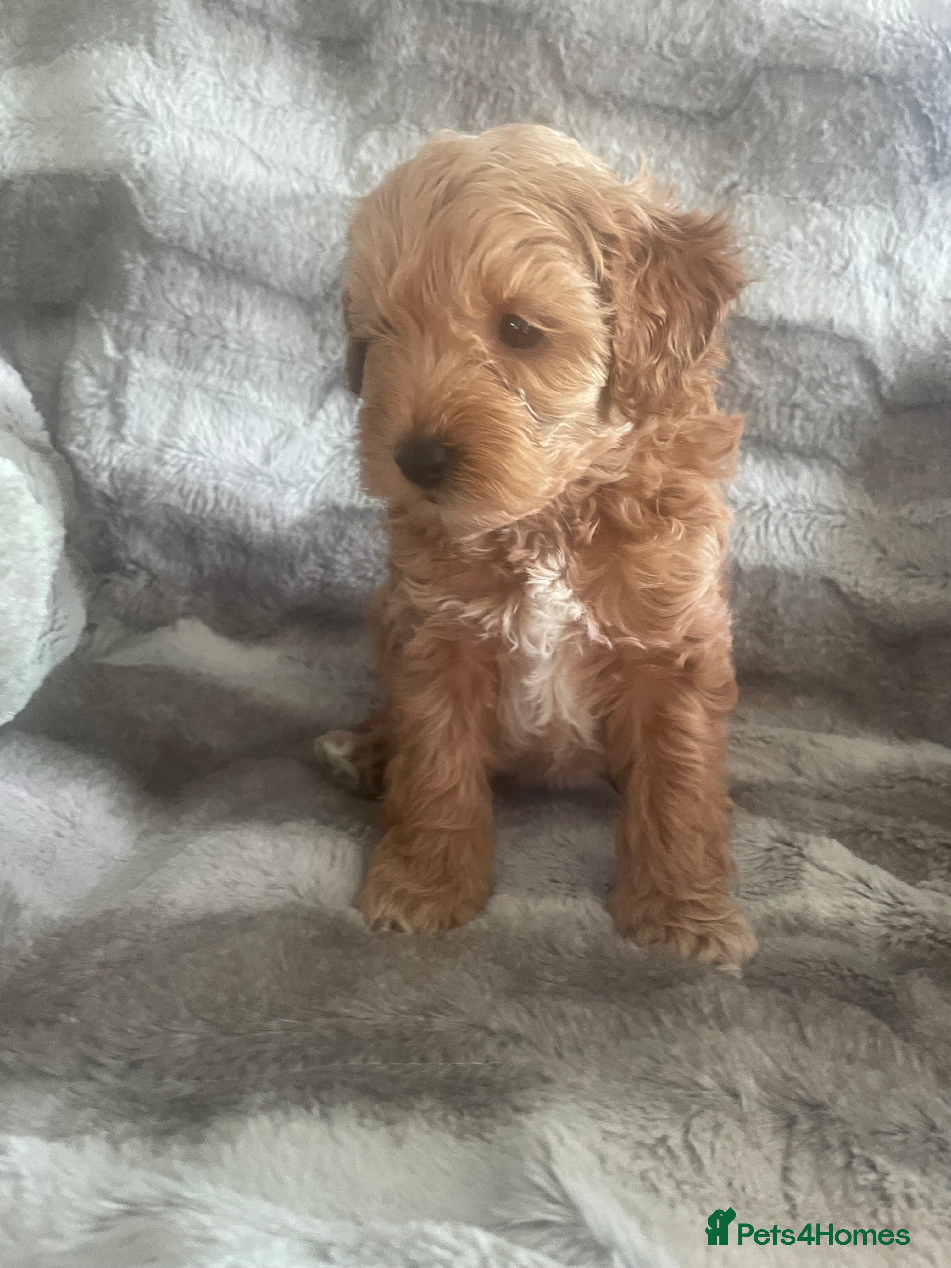 Toy Poodle dogs Toy poodle puppies  - Advert 11