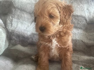 Toy Poodle dogs Toy poodle puppies - Advert 3