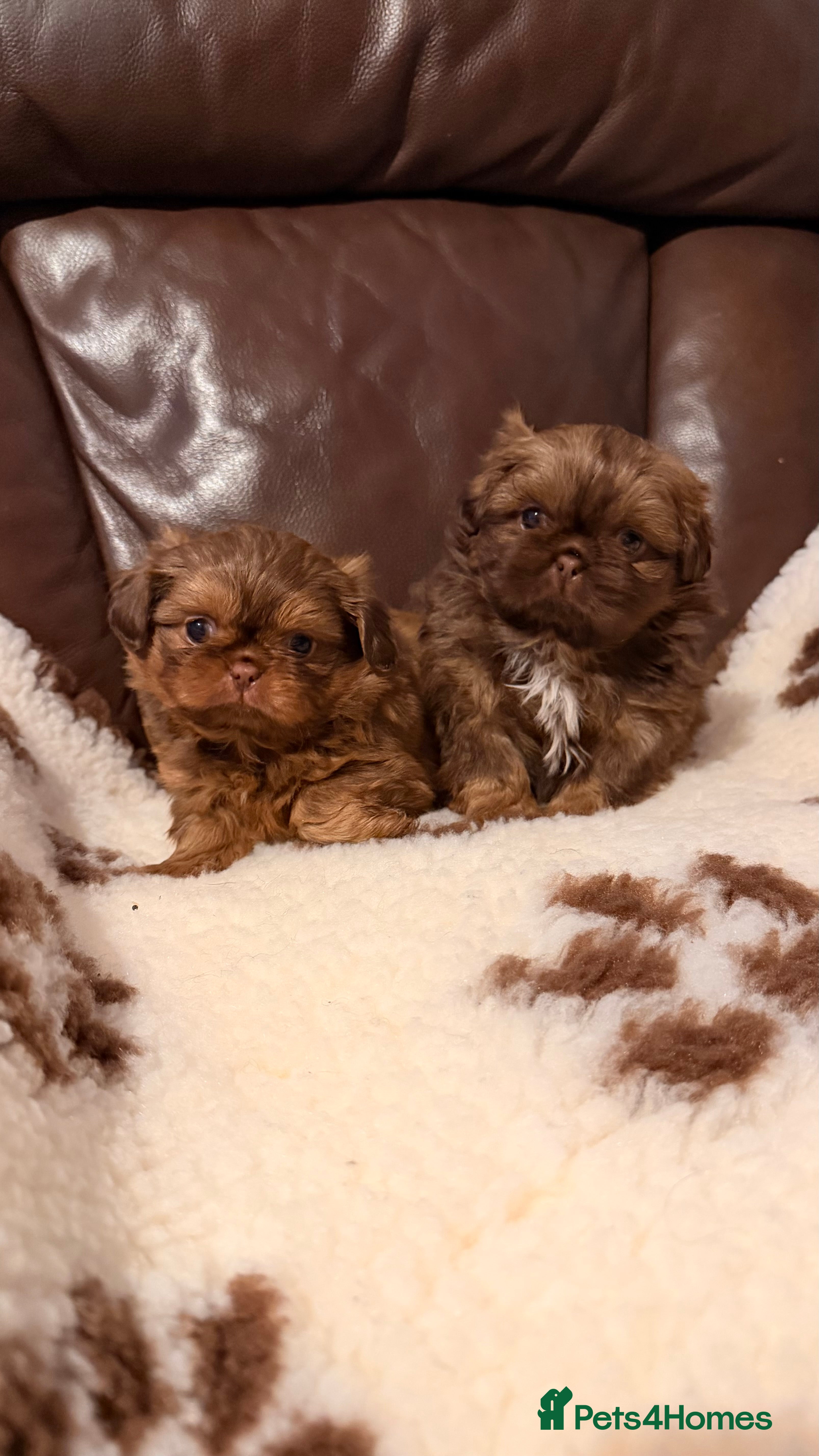 Shih Tzu dogs Chocolate imperial shihtzu puppies - Advert 1