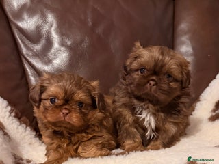 Shih Tzu dogs Chocolate imperial shihtzu puppies - Advert 1