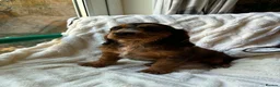 Cocker Spaniel dogs for sale: 9 Gorgeous Cocker Spaniel Puppies For Sale! - Advert 26