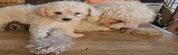 Cavapoochon dogs for sale: A beautiful Cavapoochon girl reade to leave now  - Advert 7