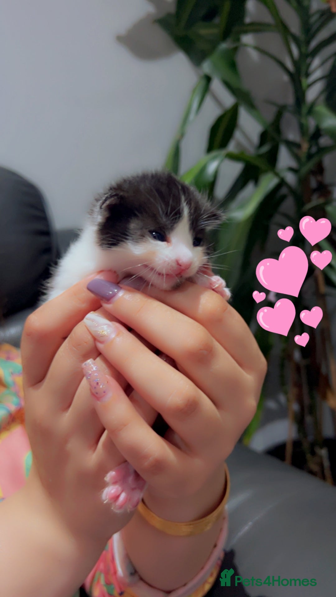 Mixed Breed cats for sale: Maximum  - Image 15