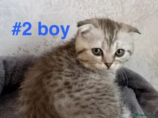 Scottish Fold cats Beautiful Scottish Fold/Straight Kittens - Advert 2