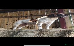 Cockapoo dogs for sale: F1 Cockapoo puppies  - Image 24