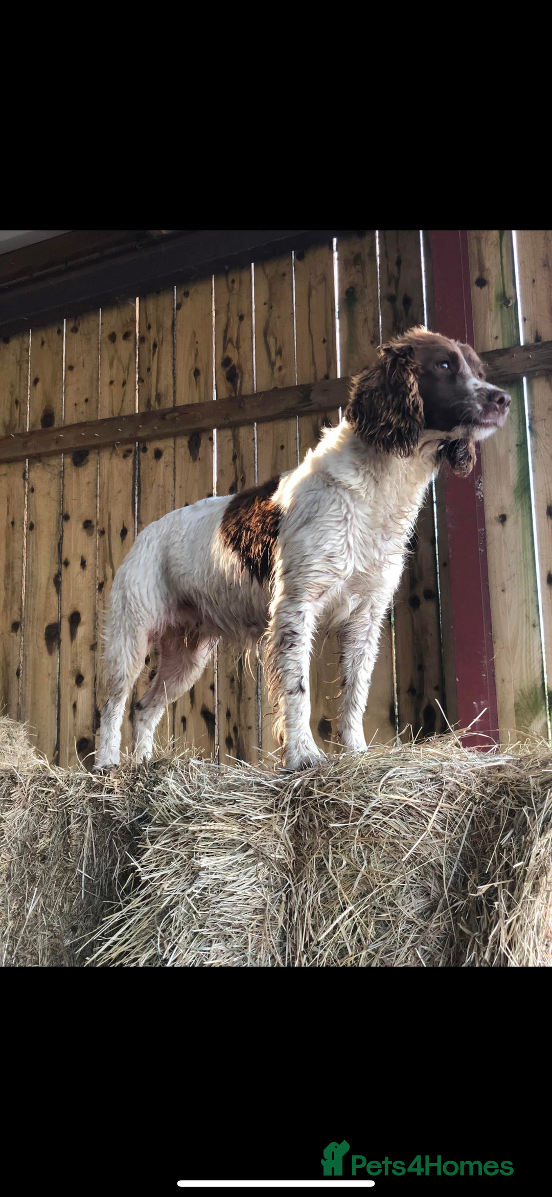 Cockapoo dogs for sale: F1 Cockapoo puppies  - Image 24