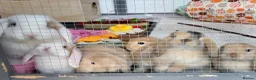 Mini Lop rabbits for sale: Baby Mini lops - indoor homes only  - Advert 21