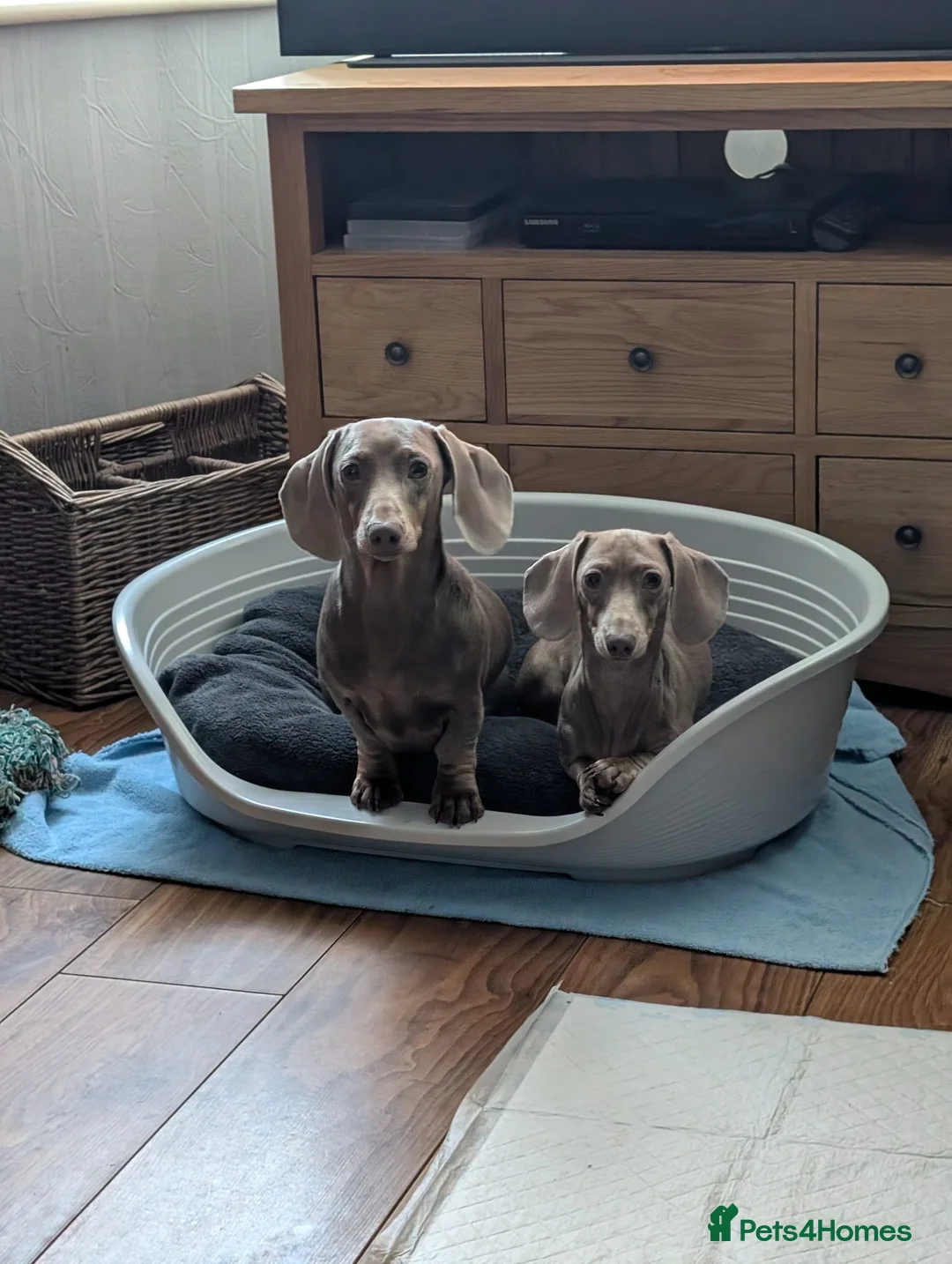 Dachshund dogs for sale: Two miniature Dachshund's for sale  - Advert 2