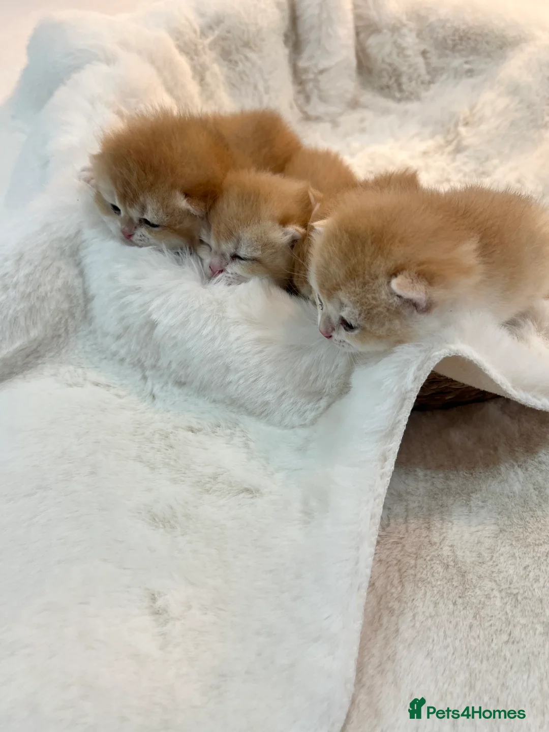 British Shorthair cats for sale: 🏆 Ny12 Golden British Shorthairs 🏆 - Advert 13