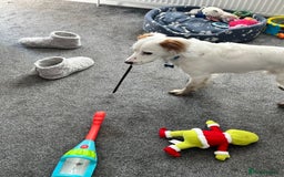 Cocker Spaniel dogs for sale: 1 year old cocker spaniel for sale - Image 10