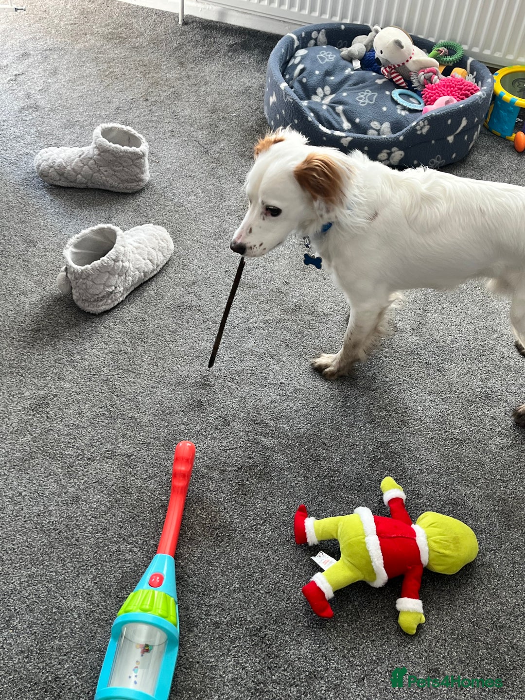 Cocker Spaniel dogs for sale: 1 year old cocker spaniel for sale - Image 10