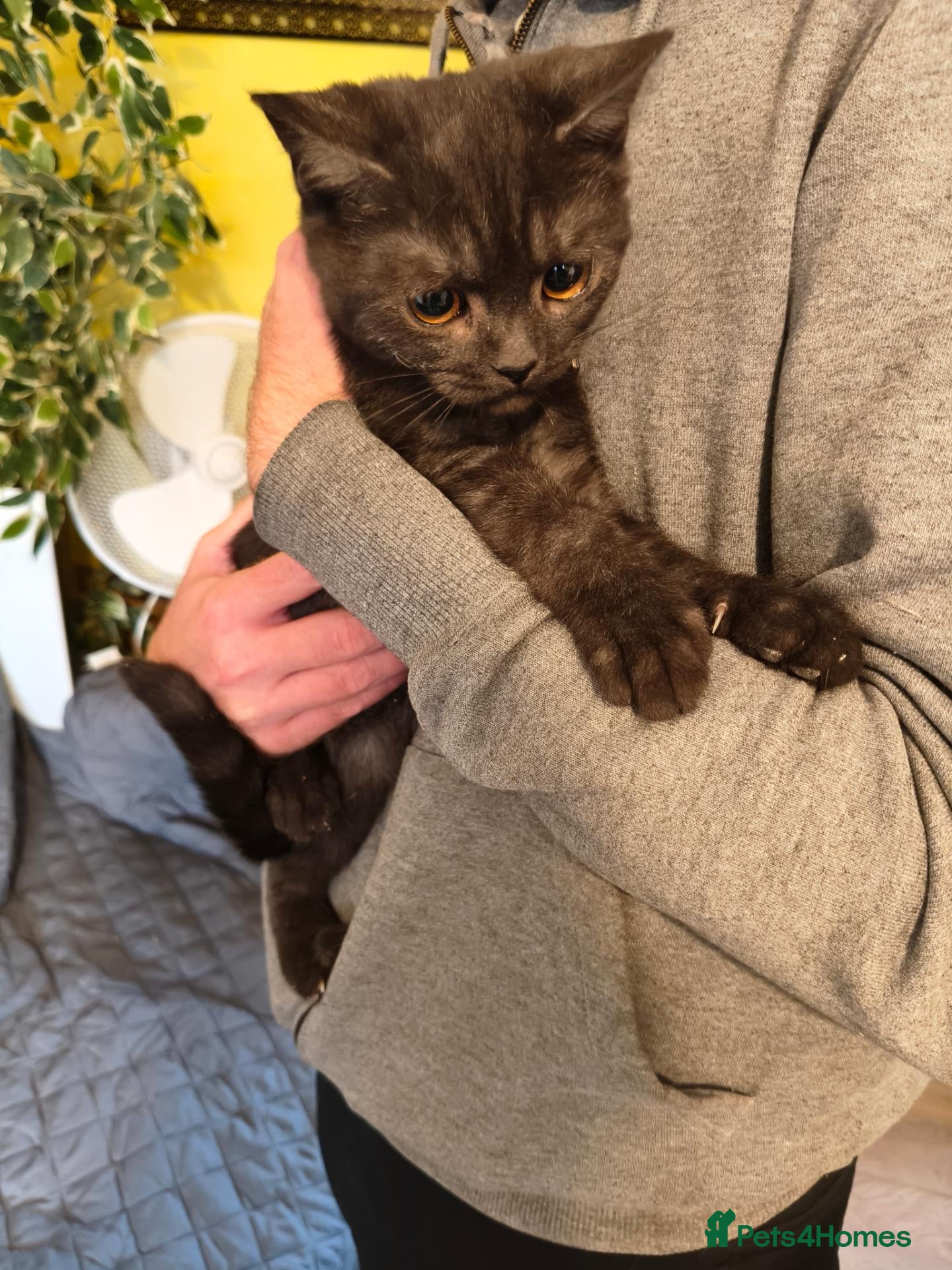 British Shorthair cats Beautiful Kittens for Sale 2 Girls & 2 Boys - Advert 2