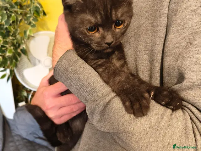 British Shorthair cats for sale: Beautiful Kittens for Sale 2 Girls & 2 Boys - Advert 2
