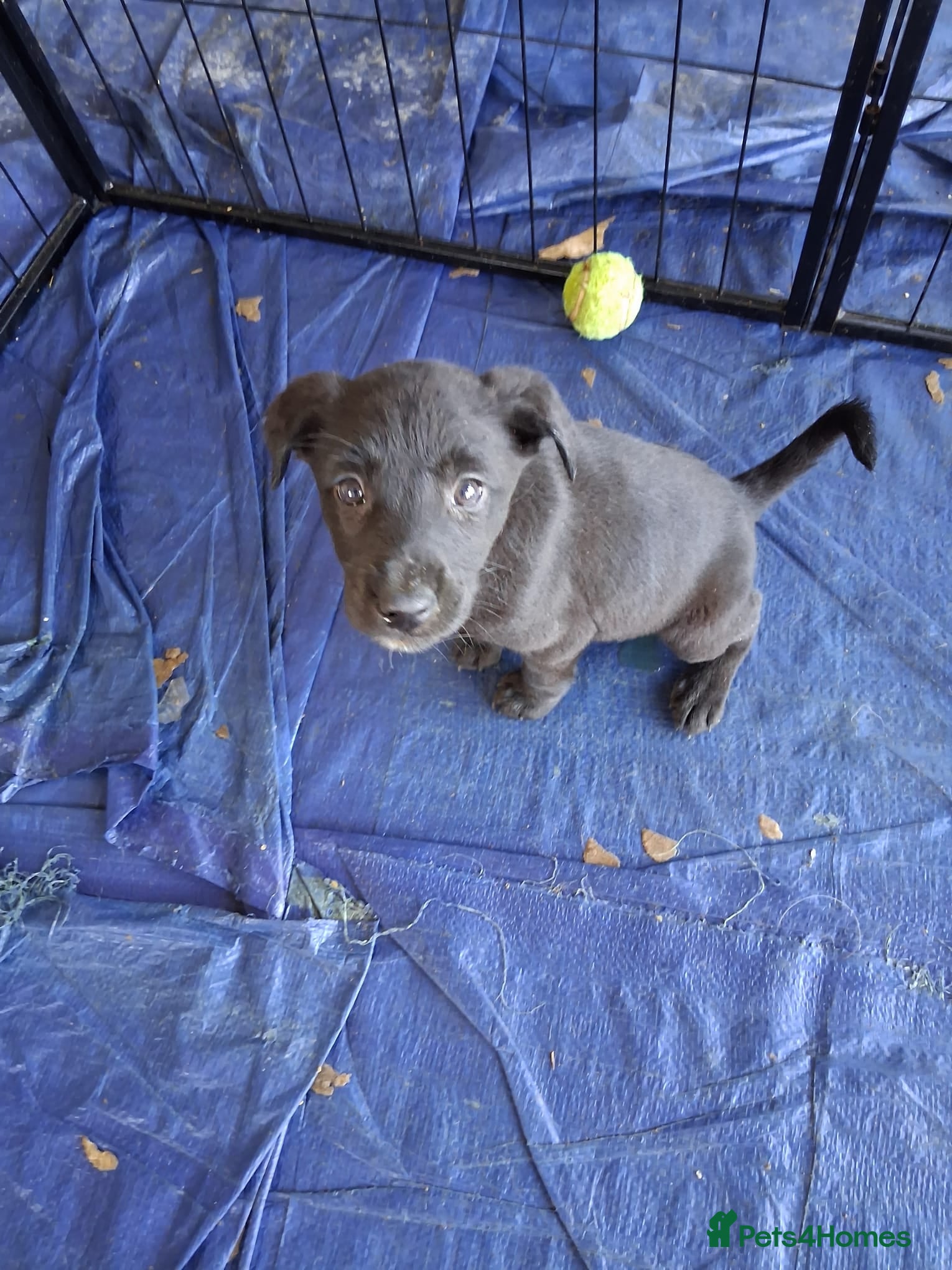 Mixed Breed dogs 3 adorable puppy's  - Advert 1